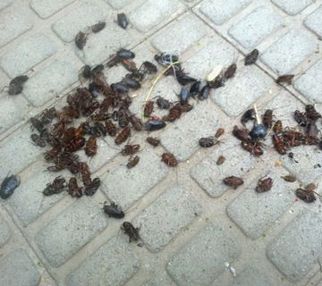 Los empresarios de Nerja se quejan de cucarachas en las calles