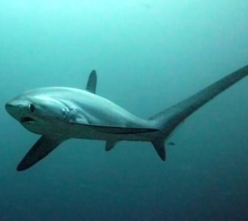 Un tiburón zorro pescado y vendido ilegalmente