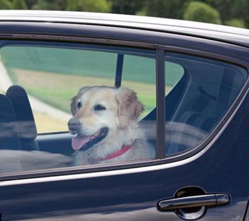 El bulo del perro encerrado en un coche