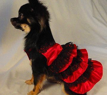 Concurso «Mi mascota flamenca»