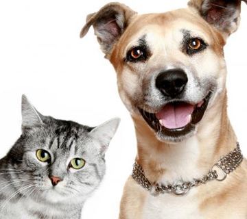 Nuevas normas para proteger a las mascotas