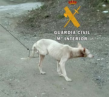 La Guardia Civil de Nerja rescata 37 perros