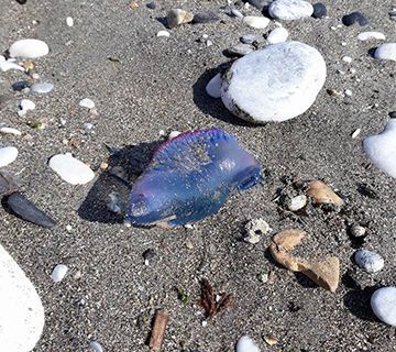 Alertan de la presencia de carabelas portuguesas en Nerja