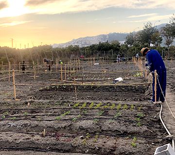 Súmate a Mindalia Terra y cultiva tu propio huerto