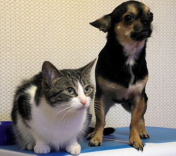 A partir del día 5, las mascotas pasan a ser de la familia