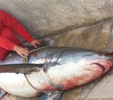 15 meses de prisión por capturar un tiburón zorro