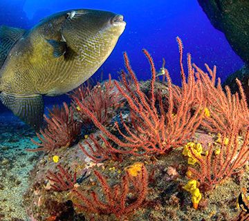Nerja impulsará un proyecto en favor de los fondos marinos