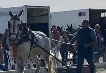 Tercera edición del evento «Pasión Ecuestre»