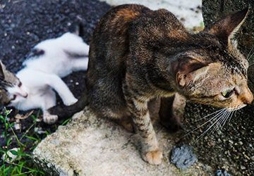 Campaña de esterilización de animales callejeros