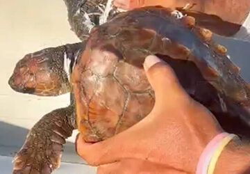 Nerja se une a la IV campaña «Tortugas del Mediterráneo»