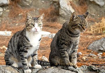 Reunión para regularizar la situación de las colonias de felinos
