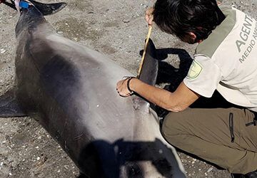 Hallan un delfín muerto en una playa de Maro