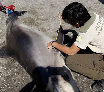 Hallan un delfín muerto en una playa de Maro