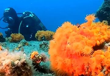 Crean un nuevo arrecife artificial de coral naranja en Nerja