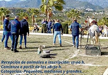 IV concurso de arrastre de piedras con mulos