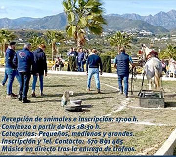 IV concurso de arrastre de piedras con mulos