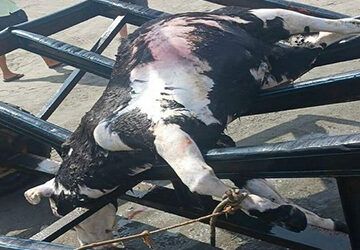 Encuentran un ternero muerto flotando en El Playazo