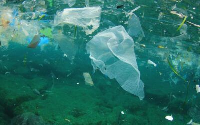 La contaminación química amenaza las playas de Nerja y su biodiversidad
