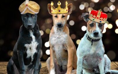 APAA Nerja organiza una recogida solidaria de alimentos para mascotas