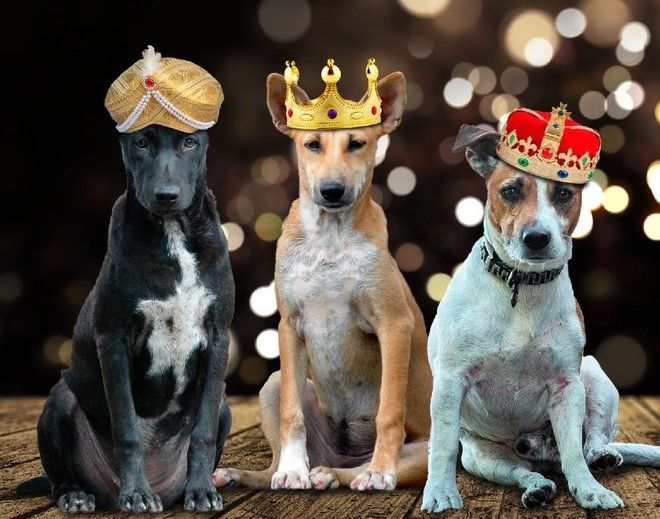APAA Nerja organiza una recogida solidaria de alimentos para mascotas