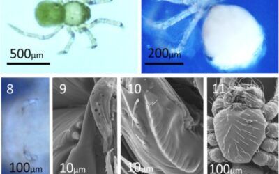 Descubren una nueva especie de araña en la Cueva de Nerja