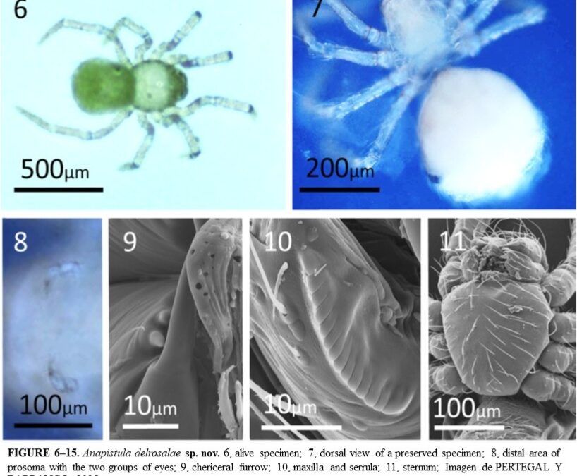 Descubren una nueva especie de araña en la Cueva de Nerja