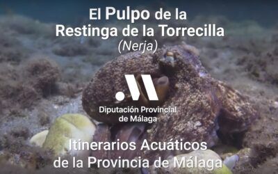 Turismo de Málaga dedica su nuevo vídeo a la playa de la Torrecilla