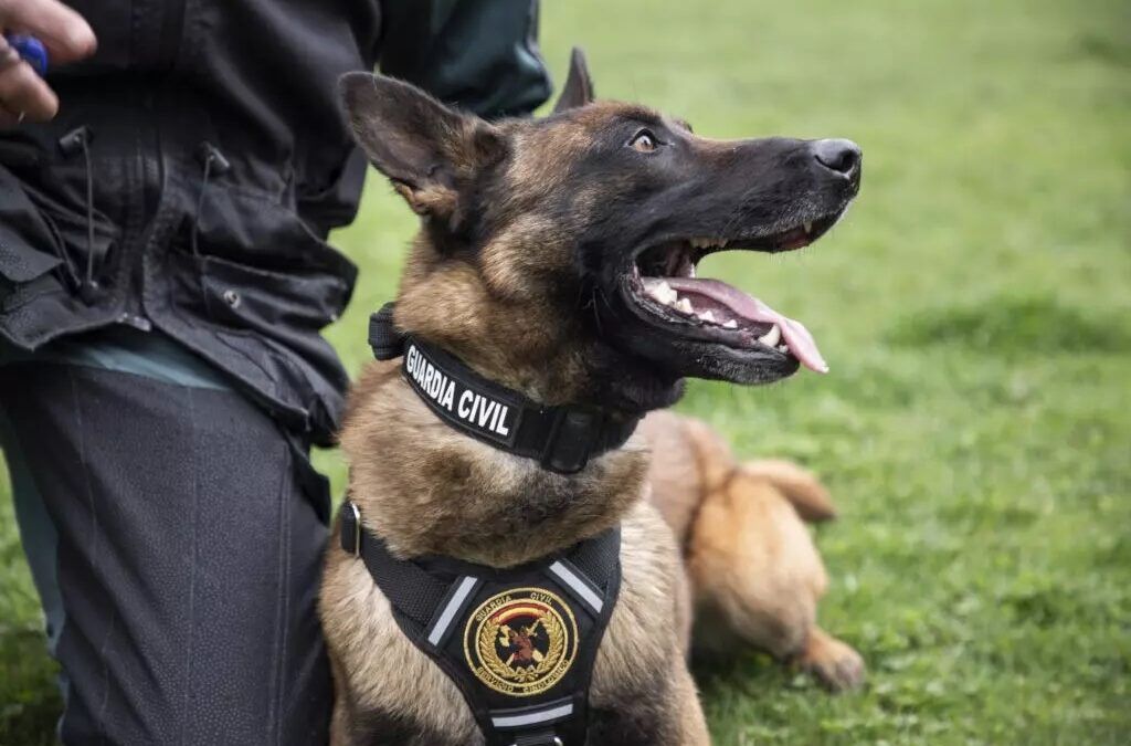 Unidades caninas se suman al operativo en la búsqueda de Miguel Ramírez Fortes