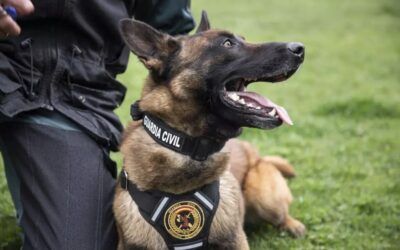 Unidades caninas se suman al operativo en la búsqueda de Miguel Ramírez Fortes