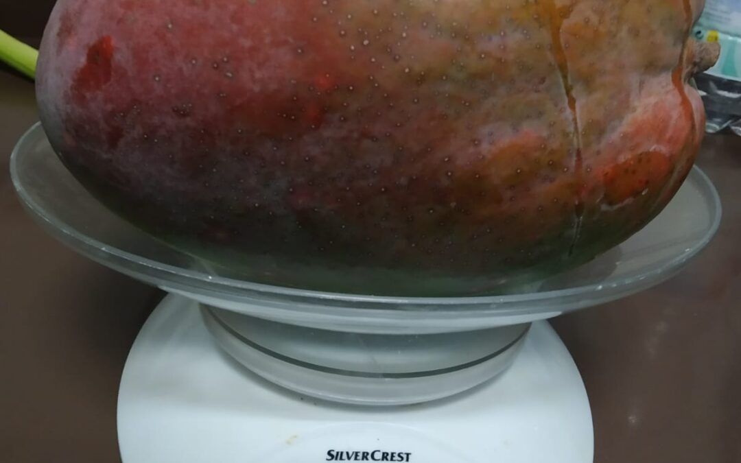 Un mango de 2,14 kilos sorprende en plena cosecha en Nerja