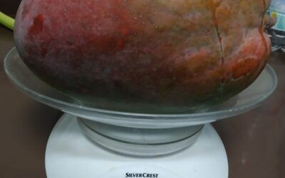 Un mango de 2,14 kilos sorprende en plena cosecha en Nerja