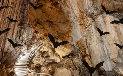 La Cueva de Nerja celebra la Noche de los Murciélagos con actividades únicas