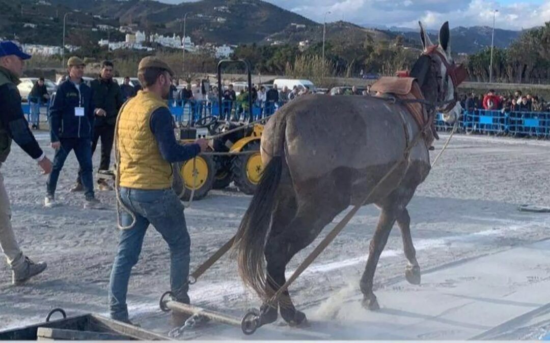 PACMA denuncia el concurso de arrastre con mulos de Nerja por presunta falta de regulación