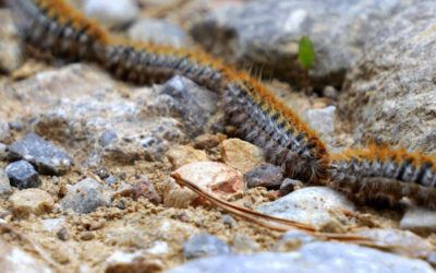 Actuación para controlar la procesionaria en los pinos de Nerja y Maro