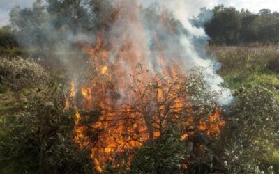 La quema de restos agrícolas en zonas forestales requerirá una declaración responsable desde noviembre